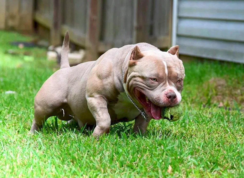 Micro Exotic Bullie