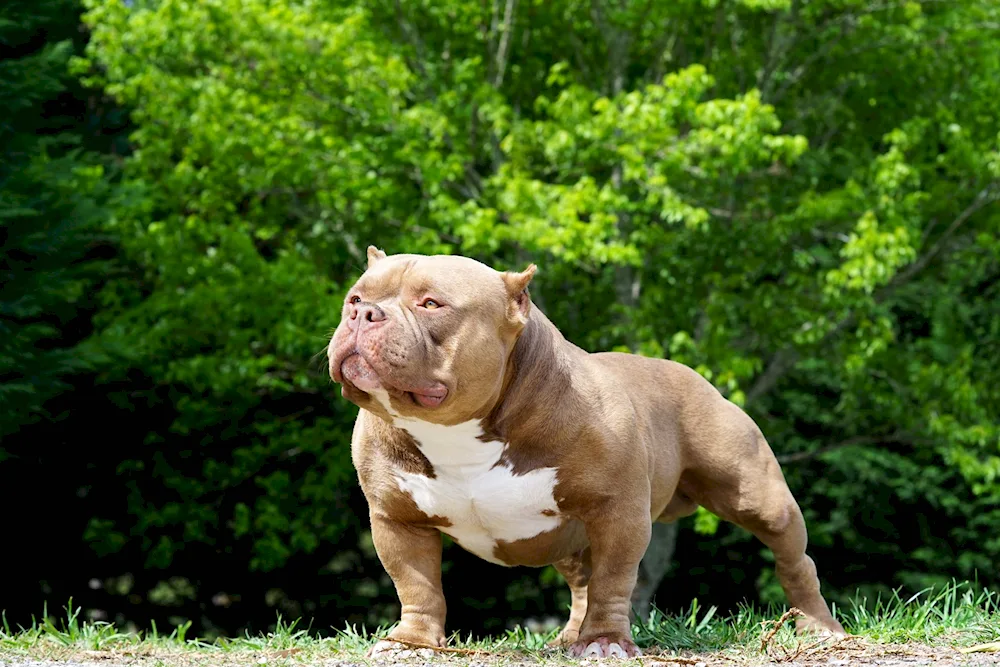 Bullie dog