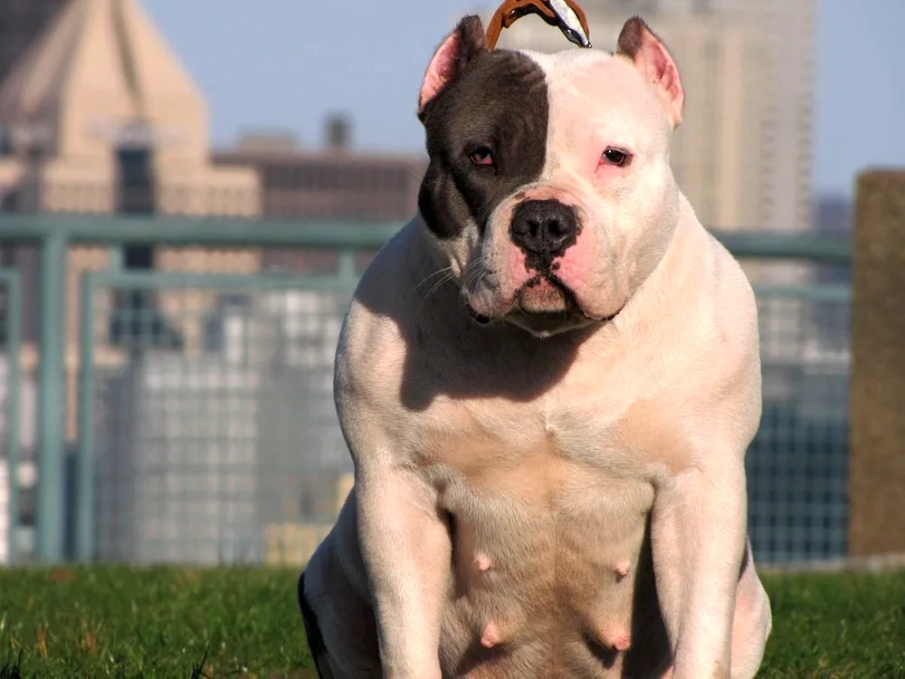 Bullie Terrier