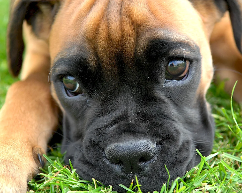 Boxer dog