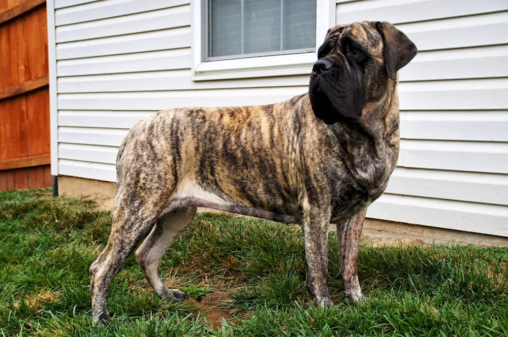 Bullmastiff tiger