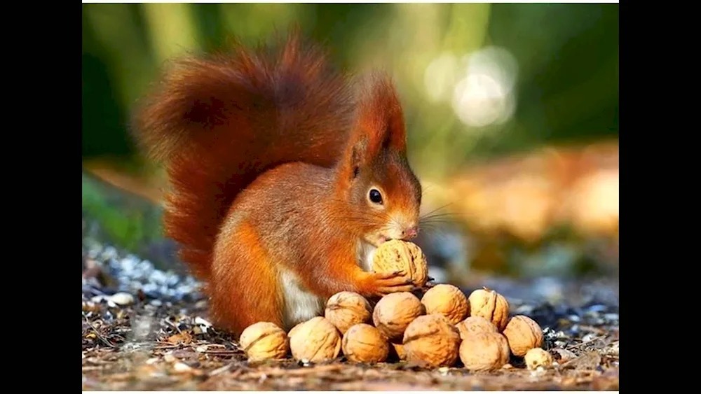 Bulochka Christmas tree with nuts