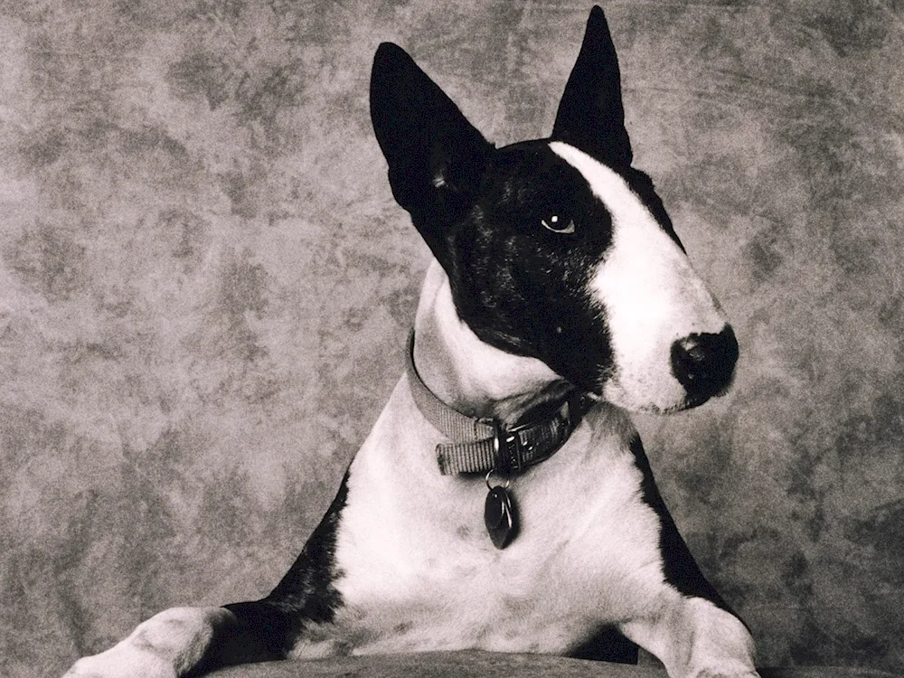 Bull Terrier black. Brown