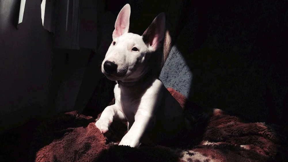 Bull Terrier