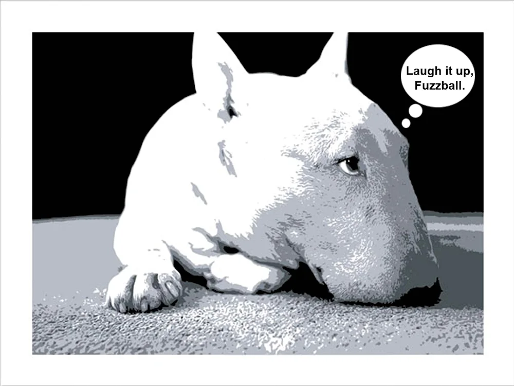 Bull Terrier