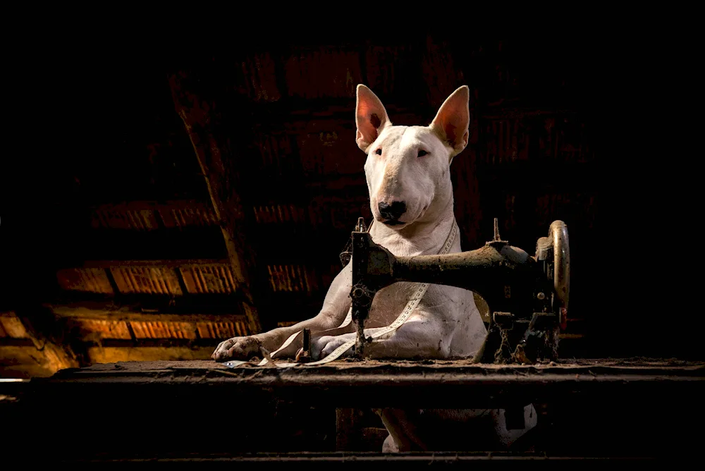 Bull Terrier