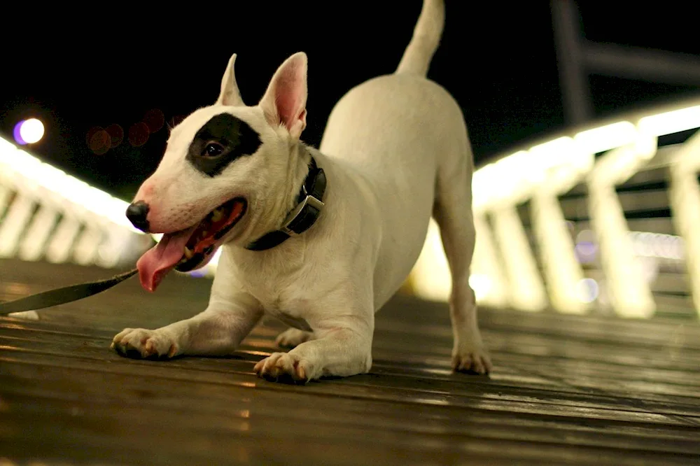 Bull Terrier