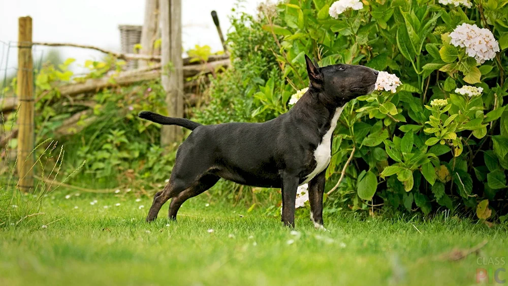 Bull Terrier