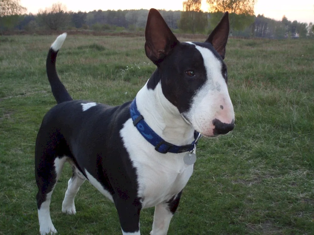 Bull Terrier