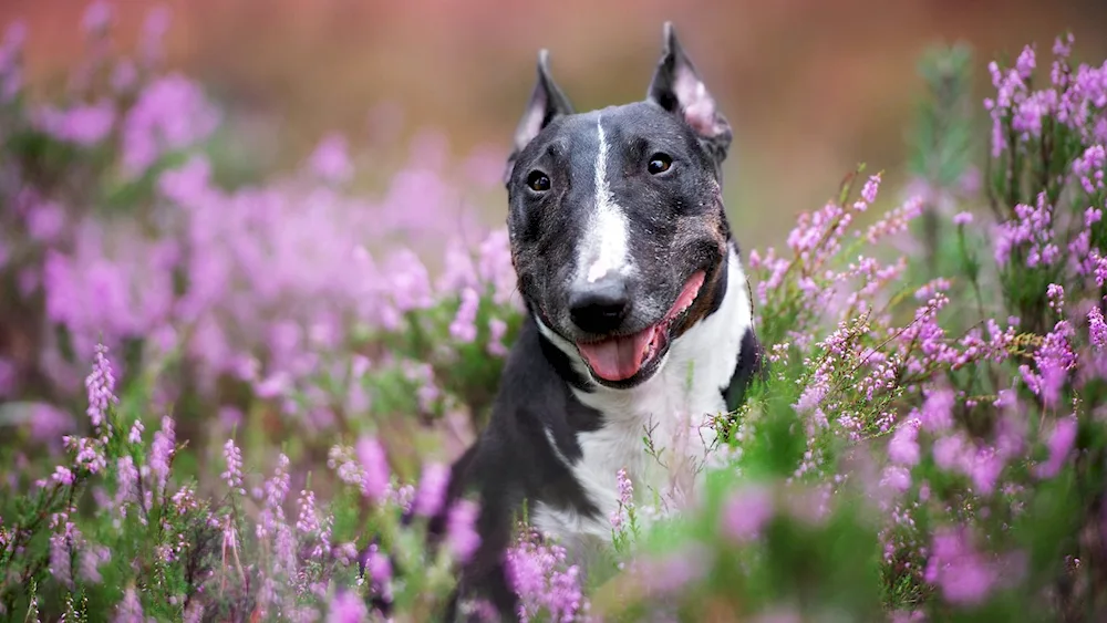 Bull Terrier Albino