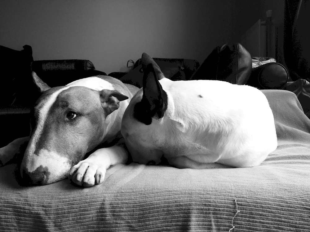 Bull Terrier on a black background