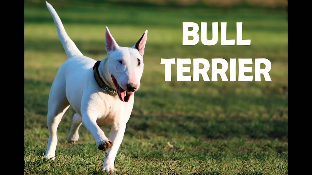 Bull Terrier