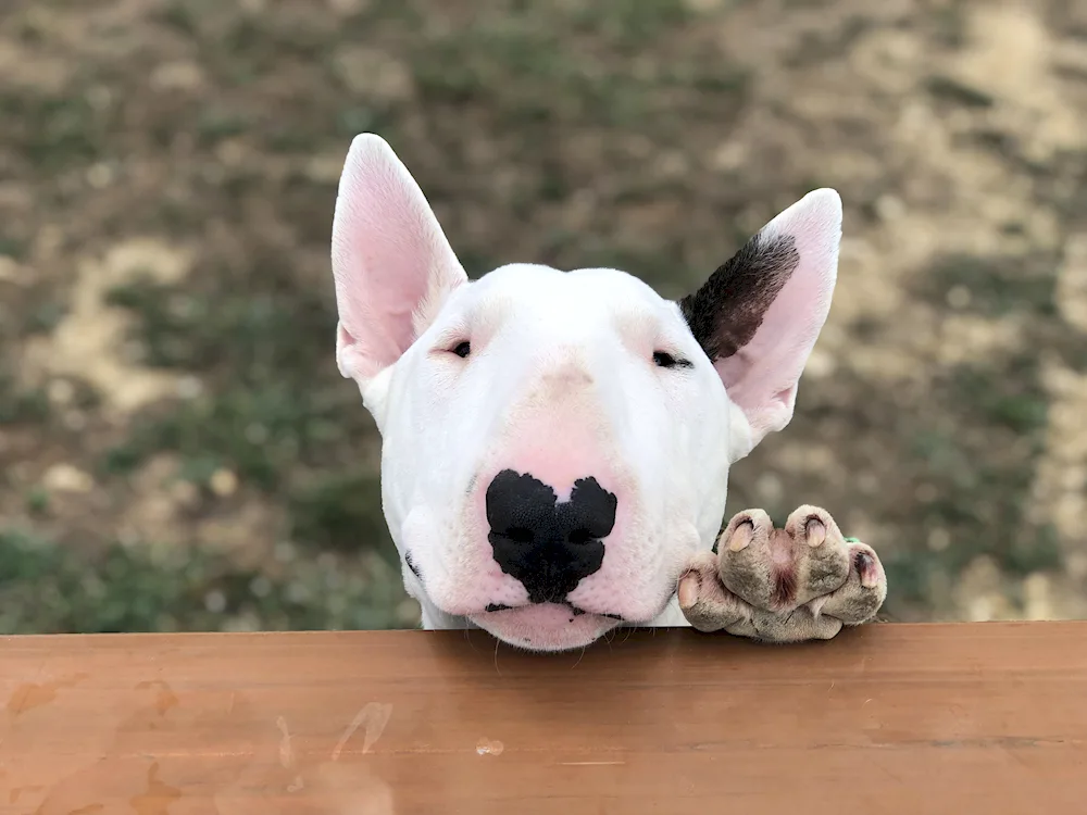 Bull Terrier