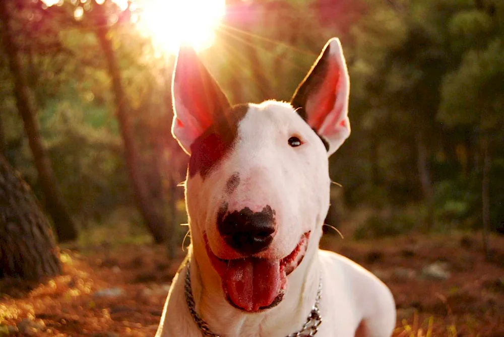 Bull terrier fighting dogs