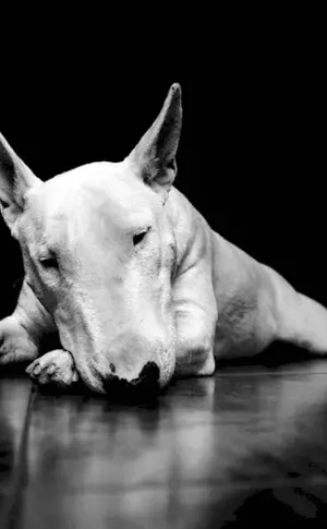 Bull Terrier