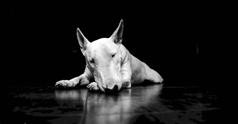 Bull Terrier