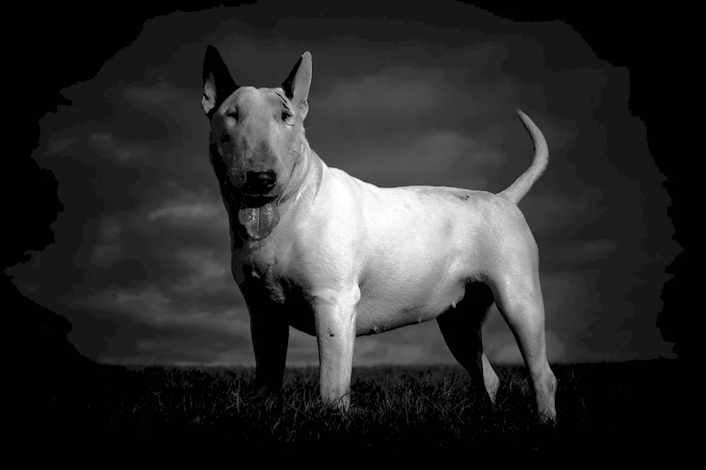 Bull Terrier