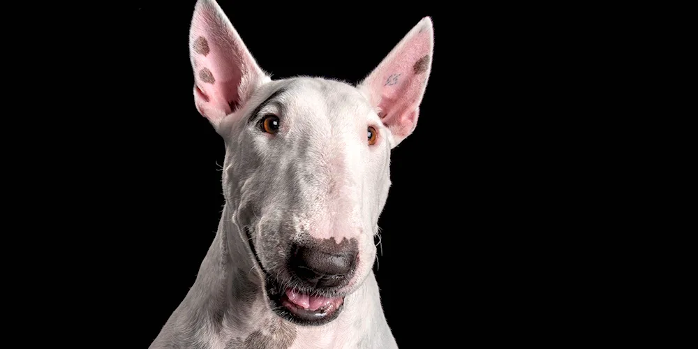 Bull Terrier