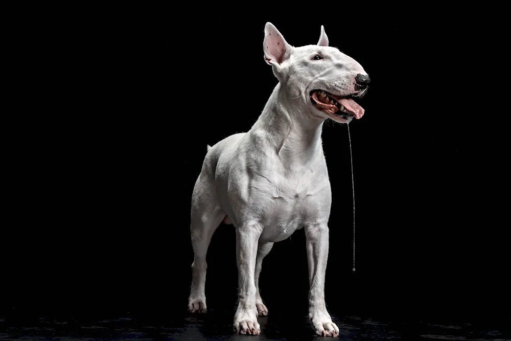 Bull Terrier