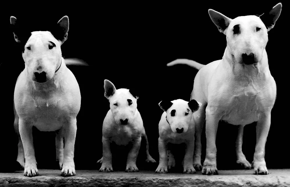 Bull Terrier