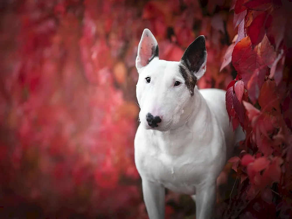 Bull Terrier