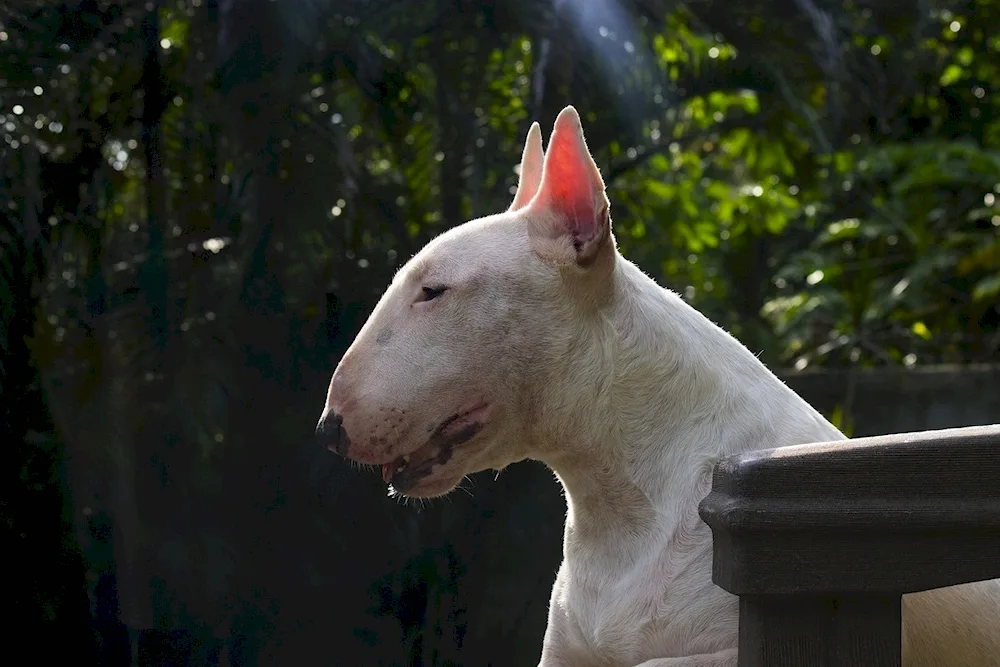 Bull Terrier