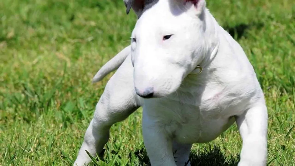 Bull Terrier