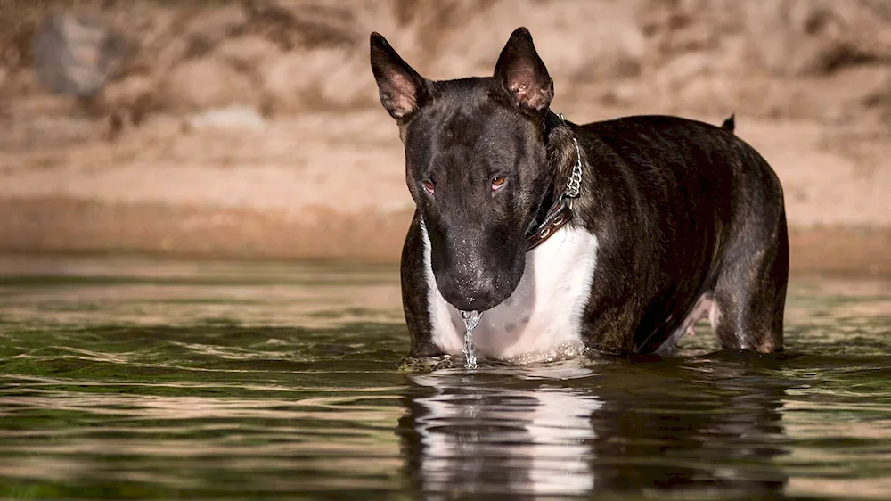 Bull Terrier Black Brindle