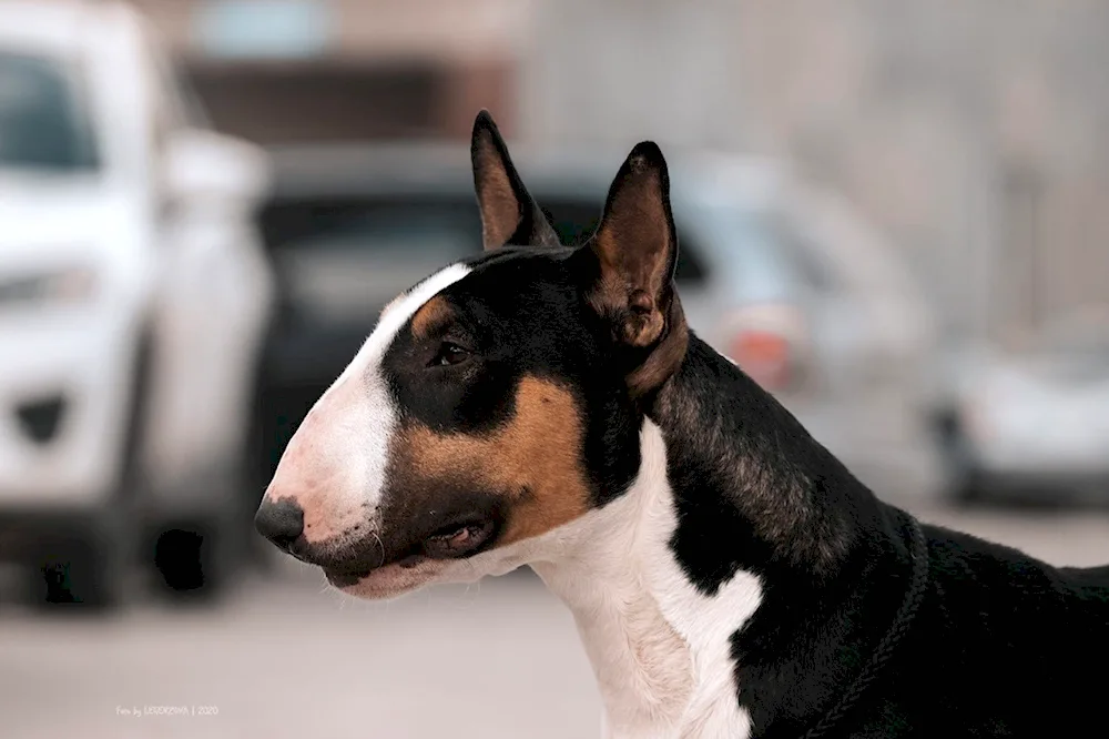 Bull Terrier on a black background