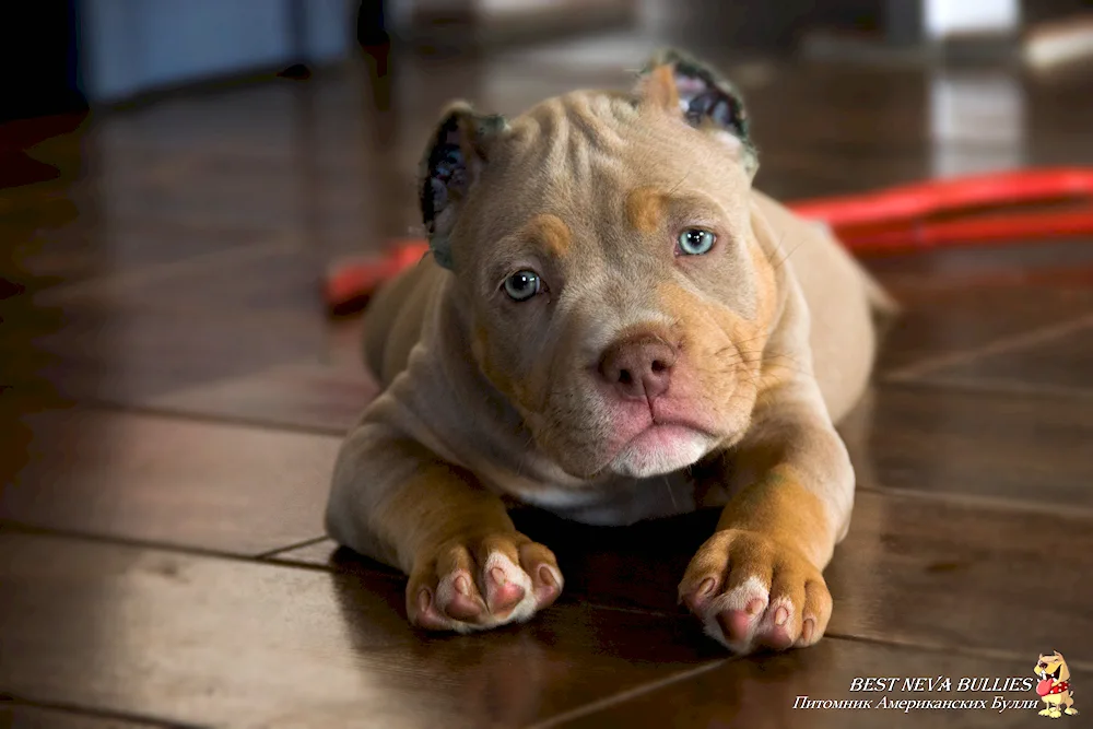 American pit bull terrier chocolate