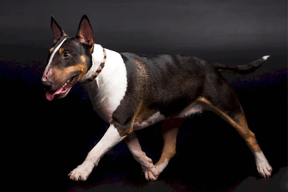 Bull Terrier