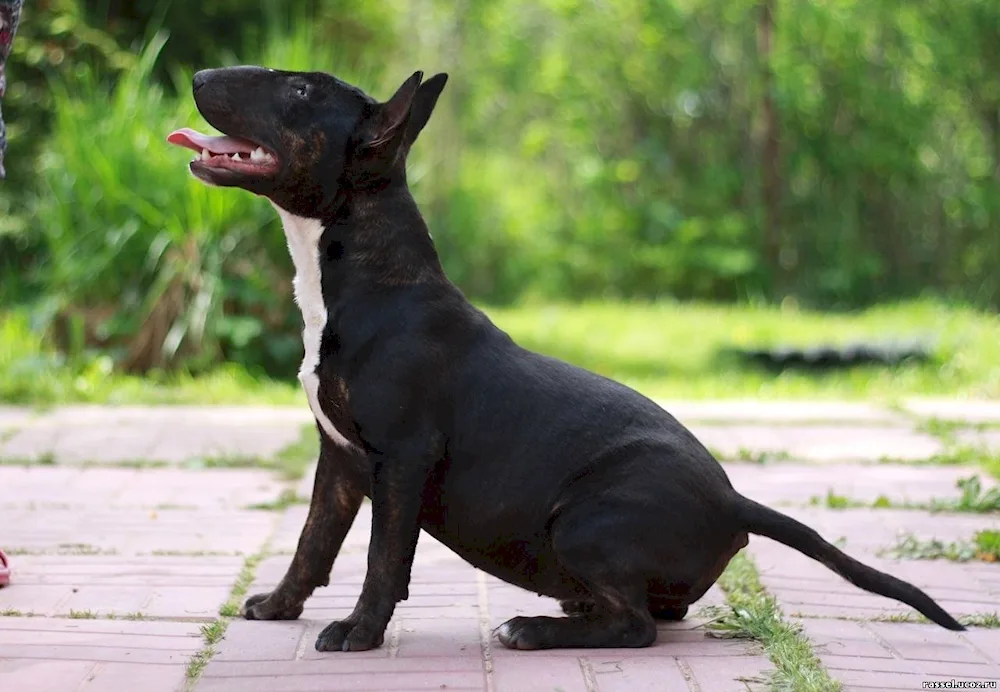 Bull Terrier