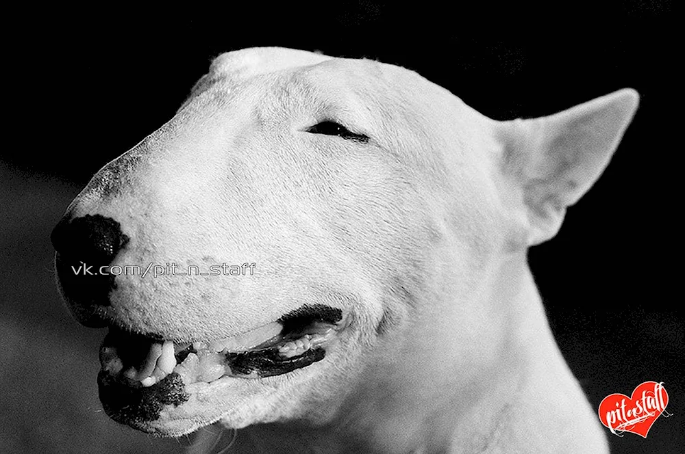 Bull Terrier