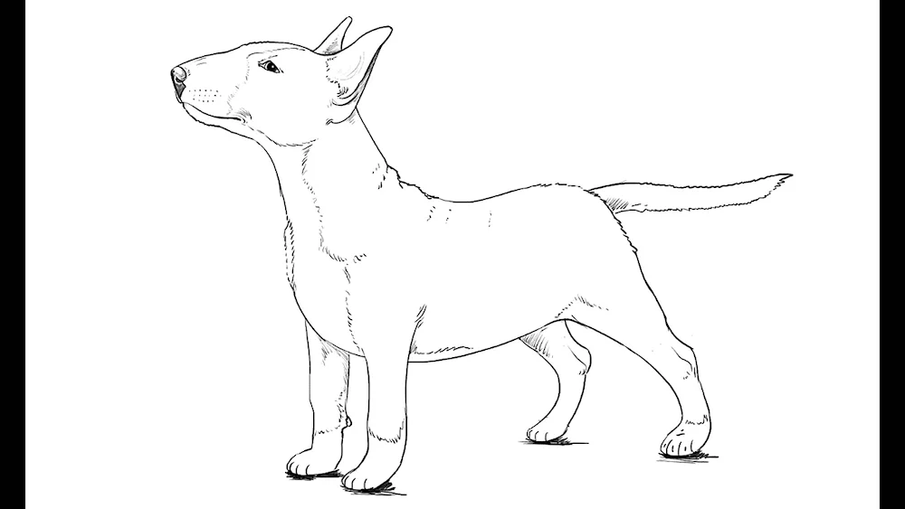 Chihuahua terrier