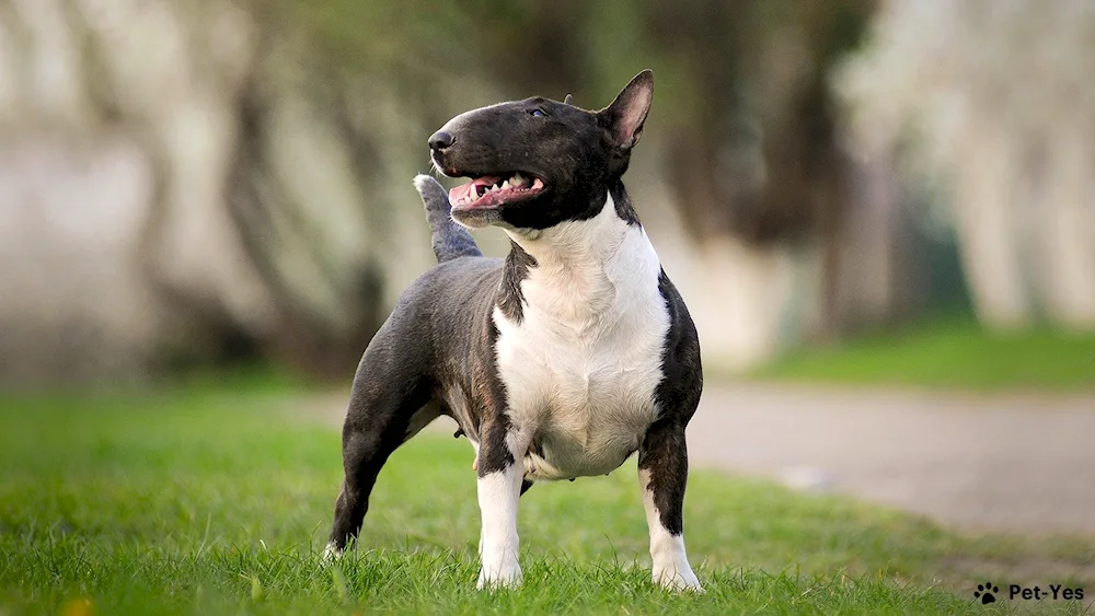 Bull Terrier golden