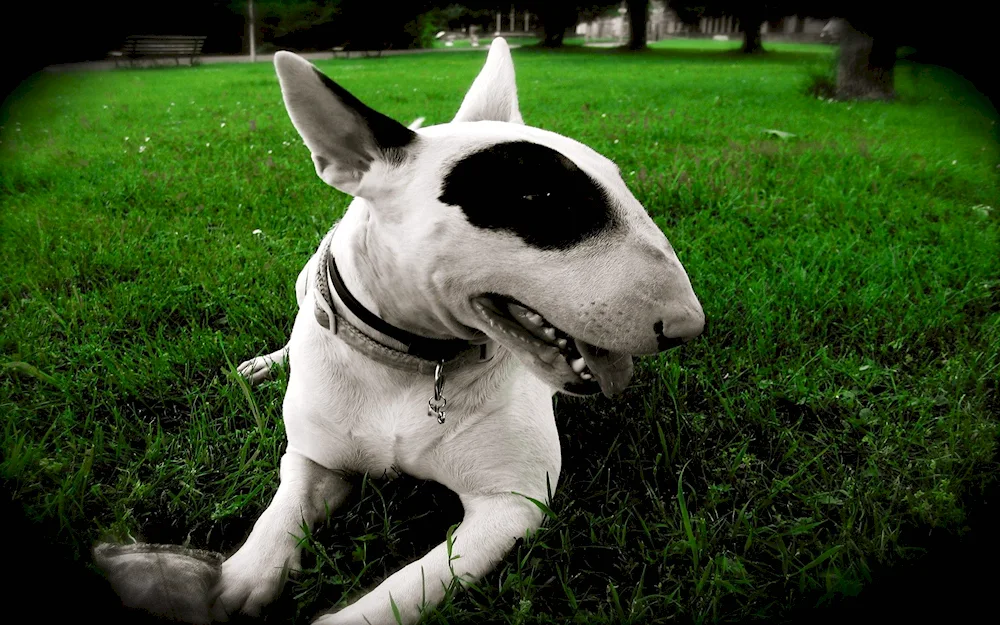 Bull Terrier