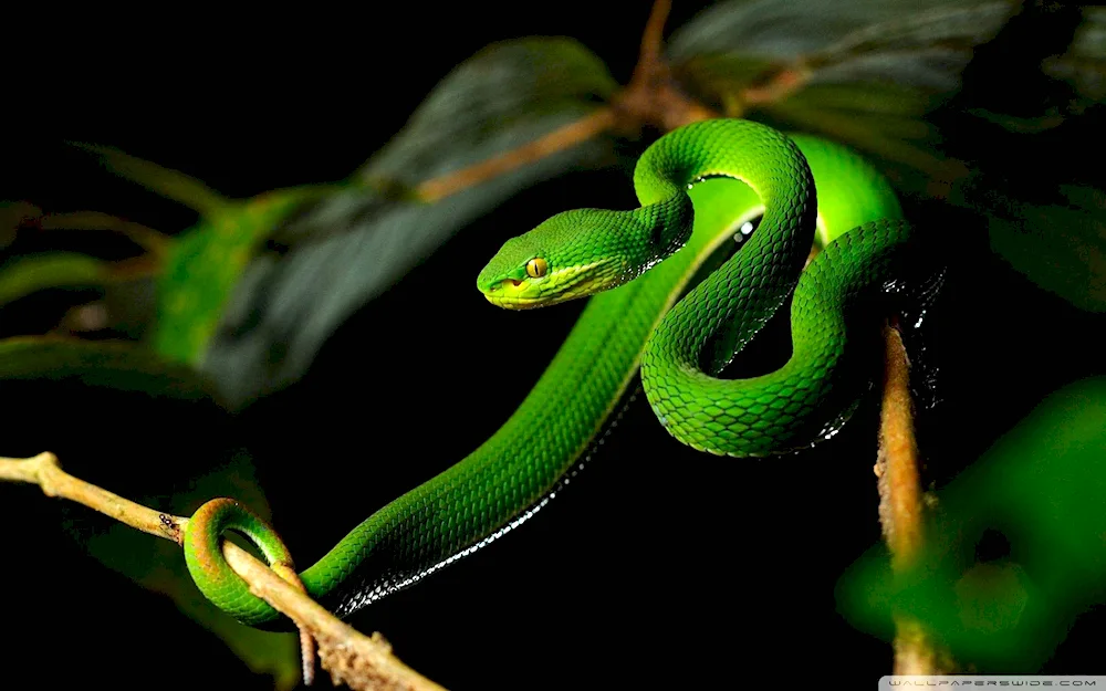 Bumslang snake