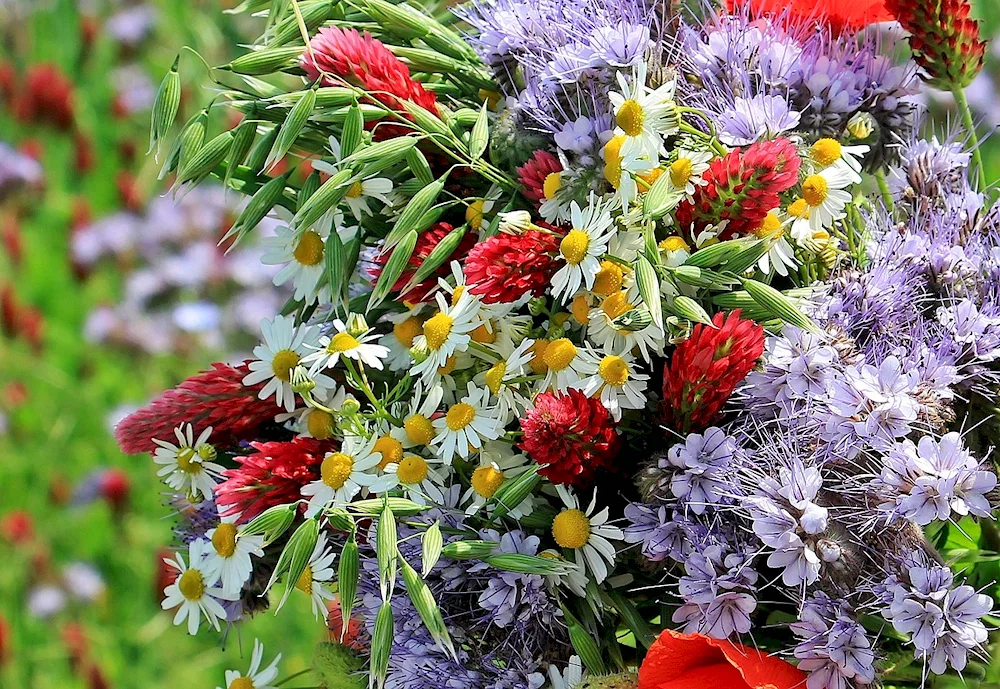 Emmenegger bouquet of cornflowers