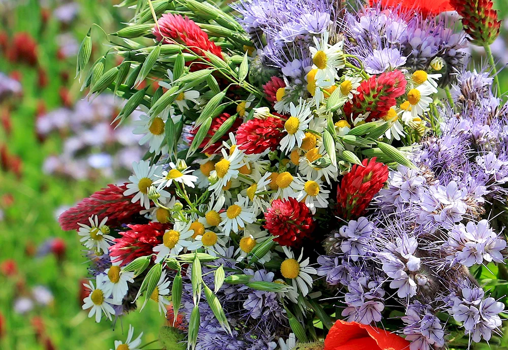 Bunny wildflowers