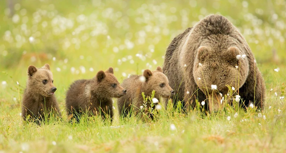 Brown Bear with cubs