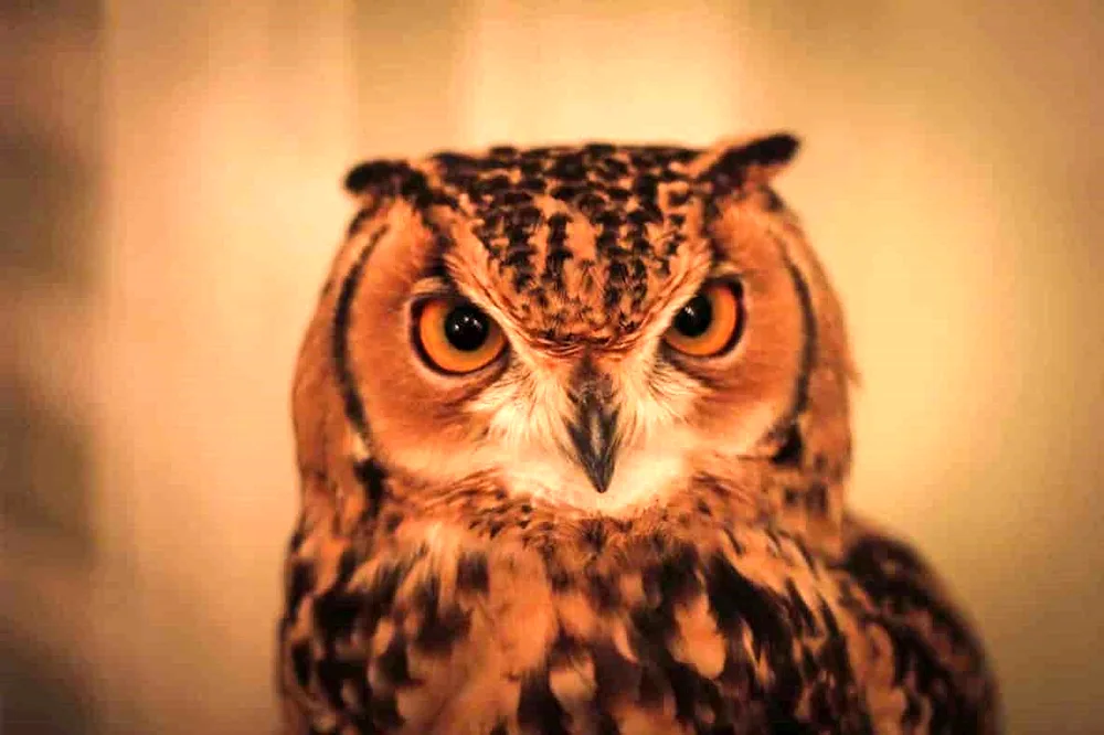 Mustached Long-eared Owl