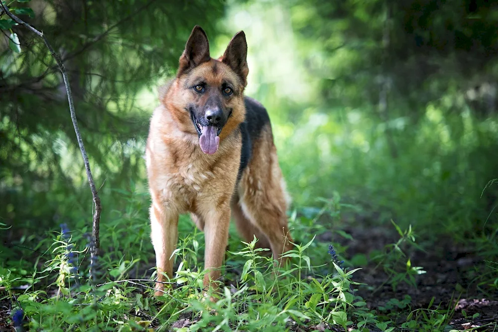 Brown German Shepherd