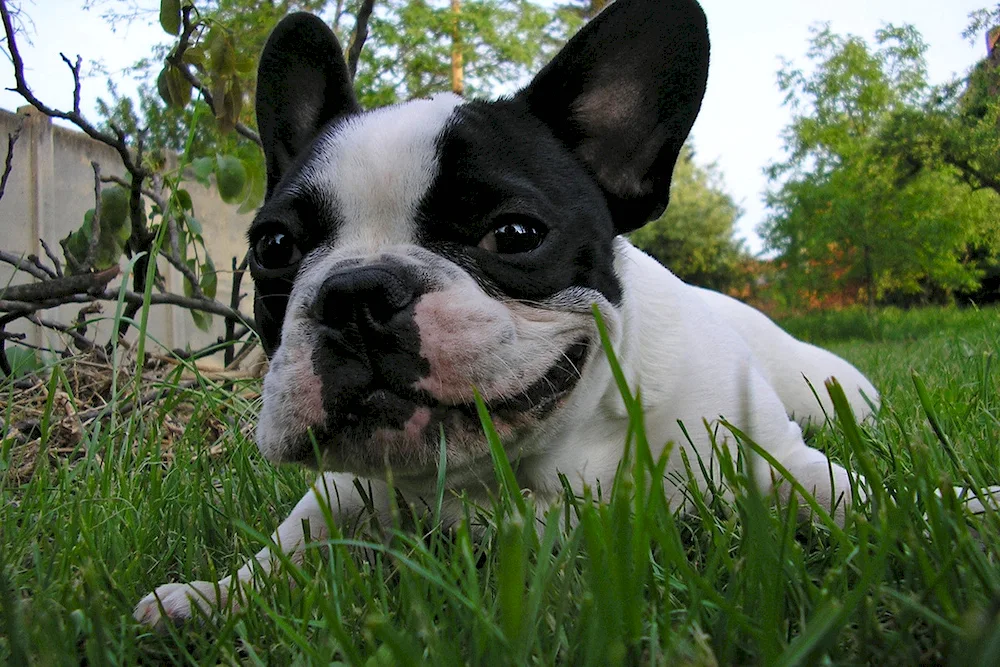 Conjunctivitis in French Bulldog