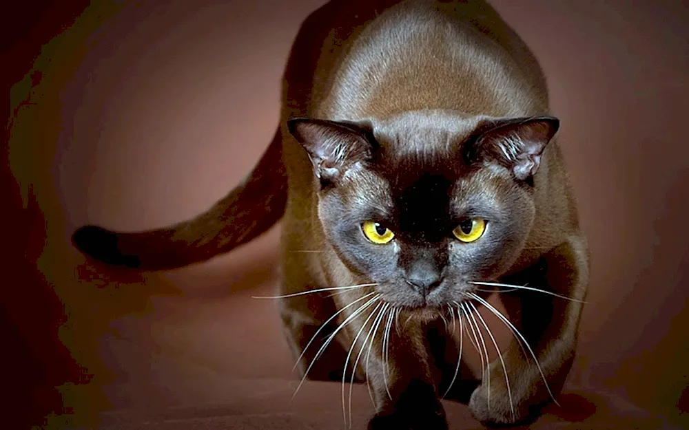 Burmese cat