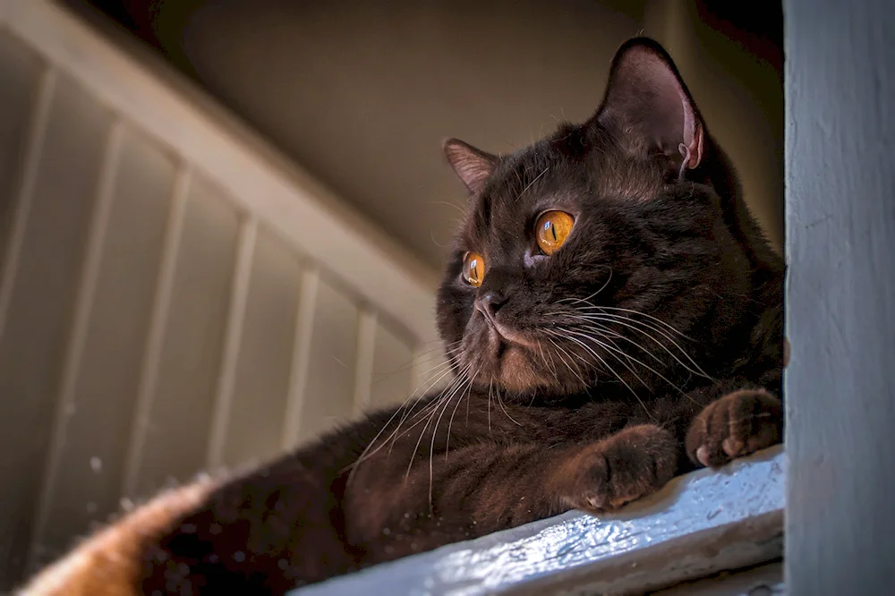 British shorthair Cynnamon