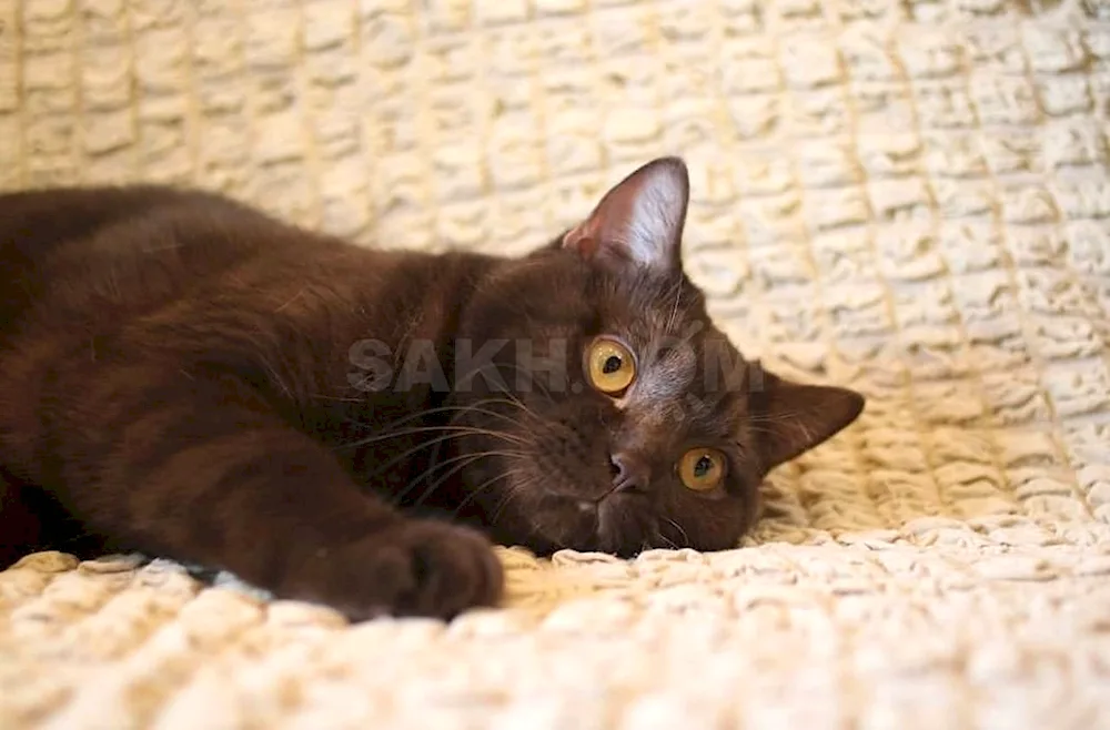 Scottish Straight-Eared Shorthair Chocolate