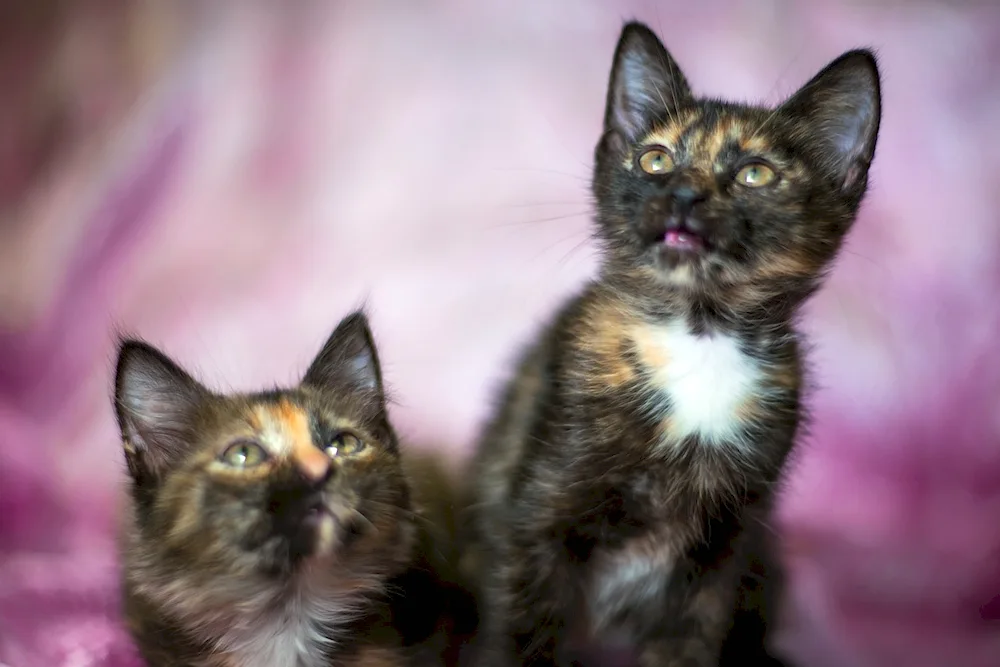 Burmese tortoiseshell cat