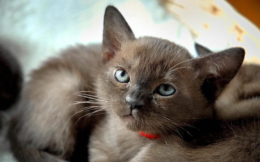 Brown kitten