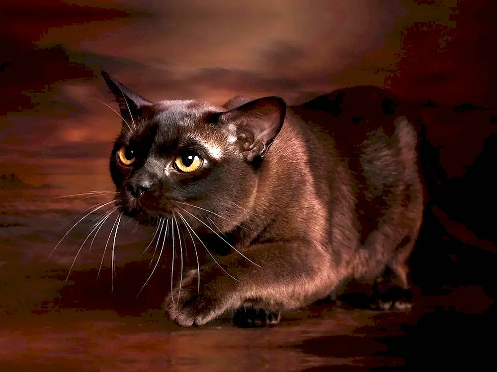 Burmese cat