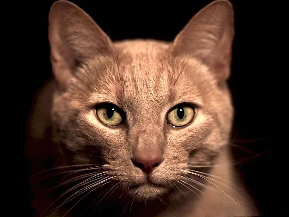 Brown cat with brown eyes